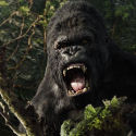 Win een King Kong DVD